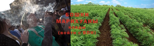 сатива Арсеньев